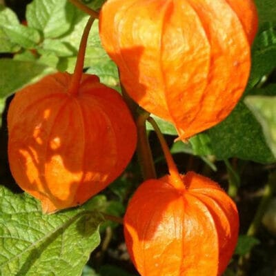 MIECHUNKA SUSZONA 250G WIŚNIA PERUWIAŃSKA witamina C