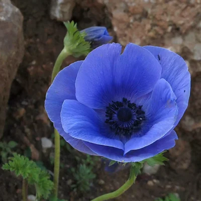 R MAK NIEBIESKI ZIARNO 500g