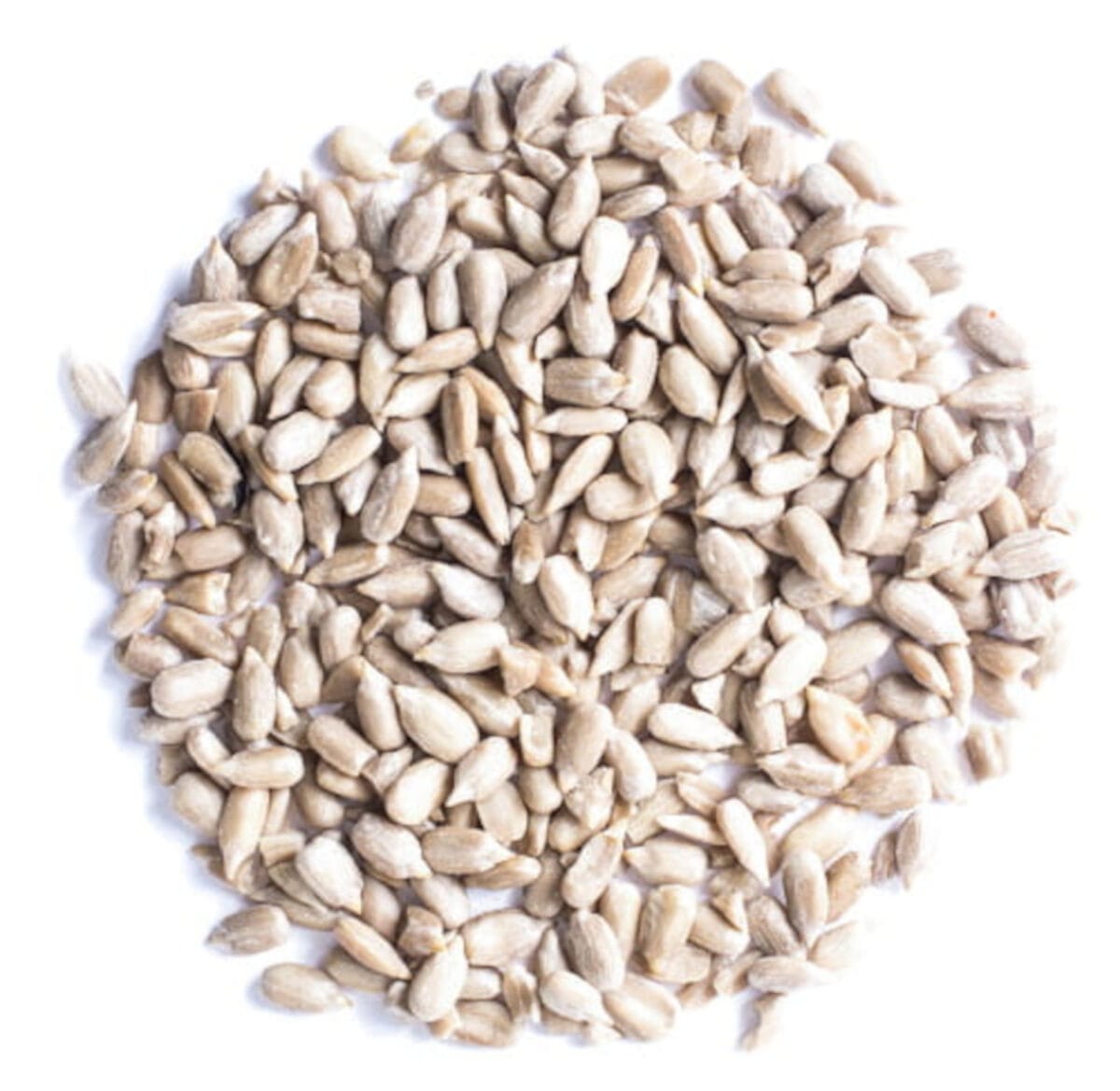 SŁONECZNIK ŁUSKANY