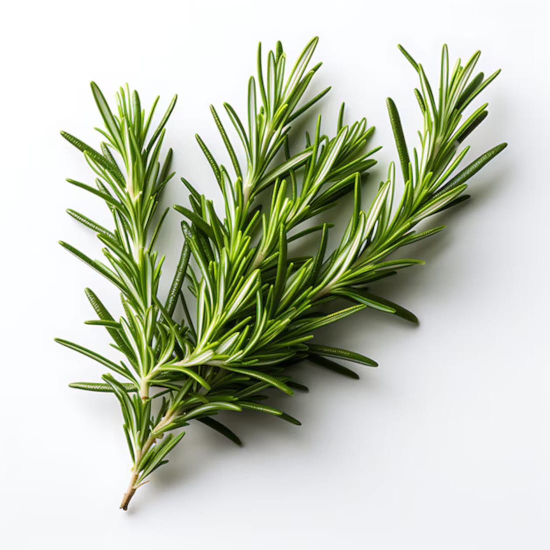 ROZMARYN 500G SUSZONY