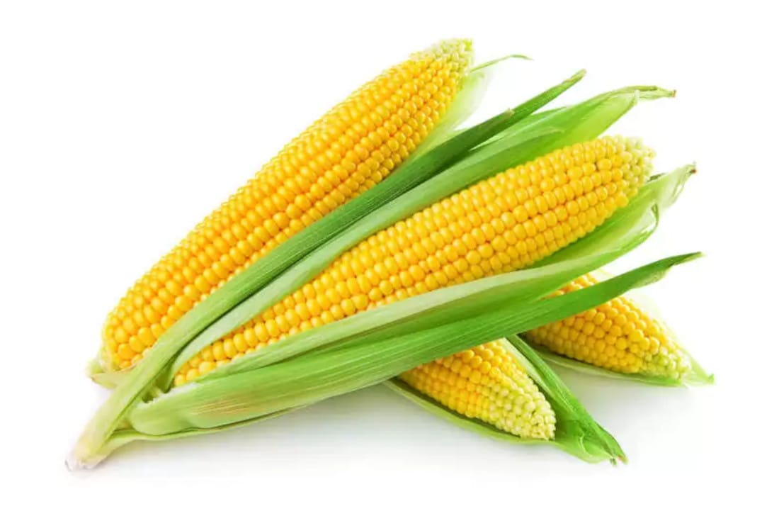 KUKURYDZA ZIARNO POPCORN