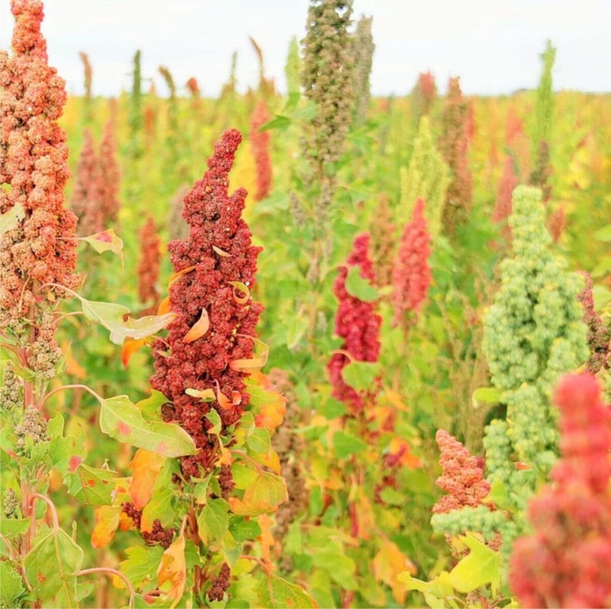 KOMOSA RYŻOWA CZERWONA 500G QUINOA