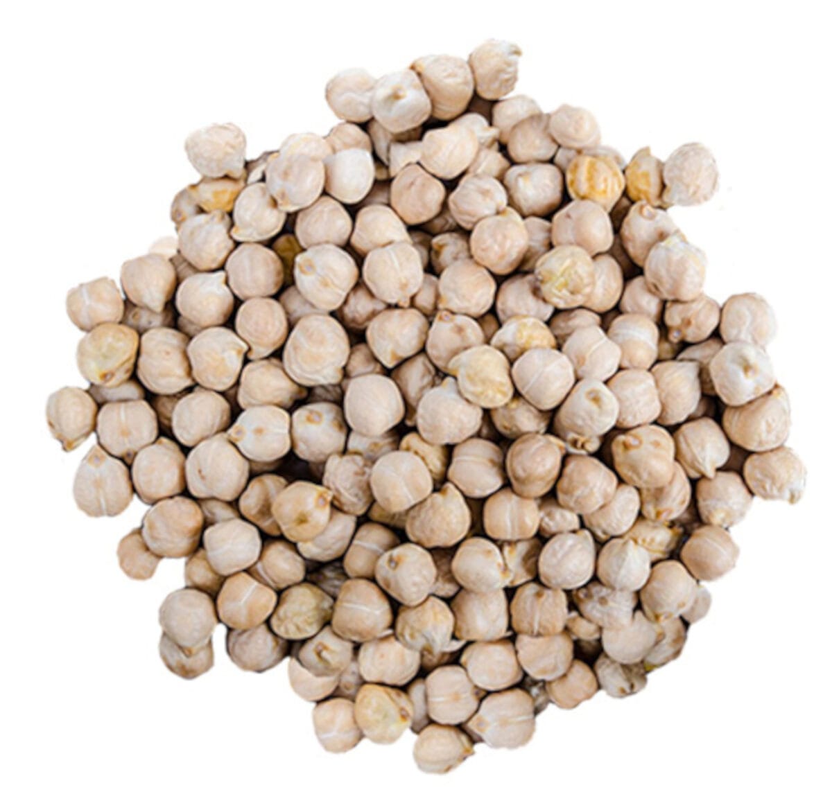 CIECIERZYCA Cieciorka ziarno